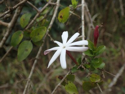 Jasminum multipartitum, photographed by Mahomed Desai