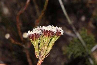 Leucadendron sorocephalodes, photographed by Brian du Preez