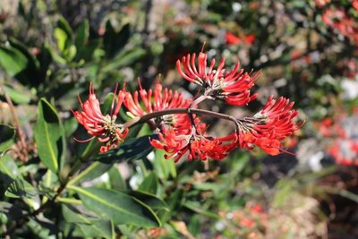 Alberta magna, photographed by Brian du Preez