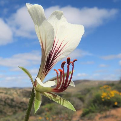 Pelargonium praemorsum, photographed by Kevin Murray