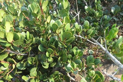 Apodytes abbottii, photographed by Brian du Preez