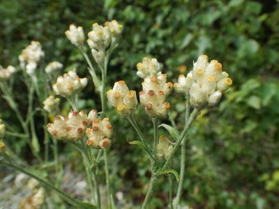 Pseudognaphalium macounii, photographed by bobkennedy