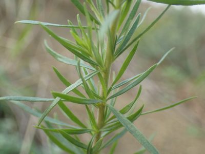 Selago elongata, photographed by Mahomed Desai