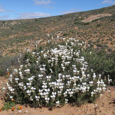 Pelargonium praemorsum, photographed by Kevin Murray