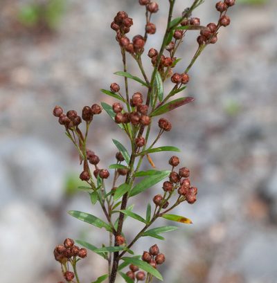 Lechea intermedia, photographed by bobkennedy