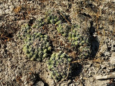 Coryphantha maiz-tablasensis, photographed by amantedarmanin