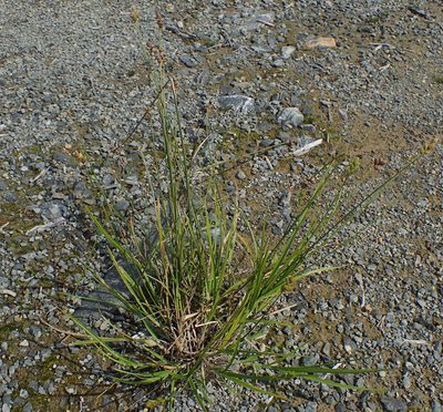 Carex cumulata, photographed by bobkennedy