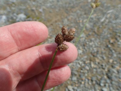 Carex cumulata, photographed by bobkennedy