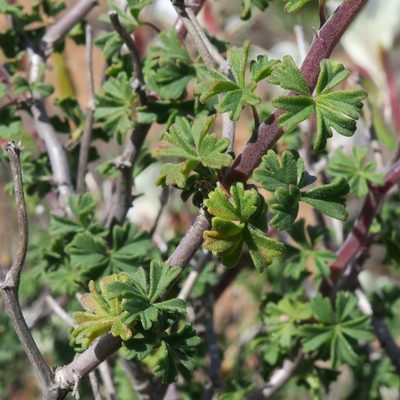 Pelargonium praemorsum, photographed by Kevin Murray