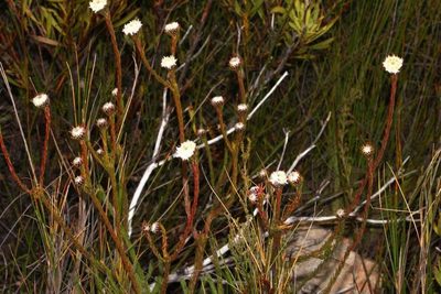 Leucadendron sorocephalodes, photographed by Brian du Preez
