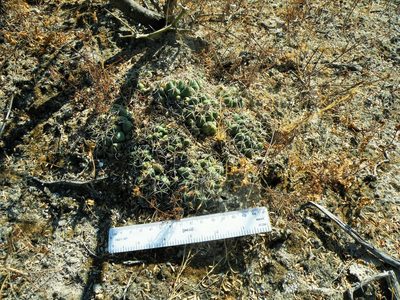 Coryphantha maiz-tablasensis, photographed by amantedarmanin