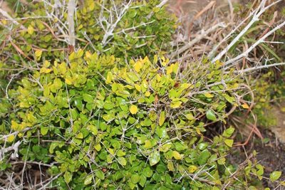 Canthium vanwykii, photographed by Brian du Preez