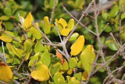 Canthium vanwykii, photographed by Brian du Preez