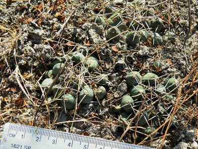 Coryphantha maiz-tablasensis, photographed by amantedarmanin