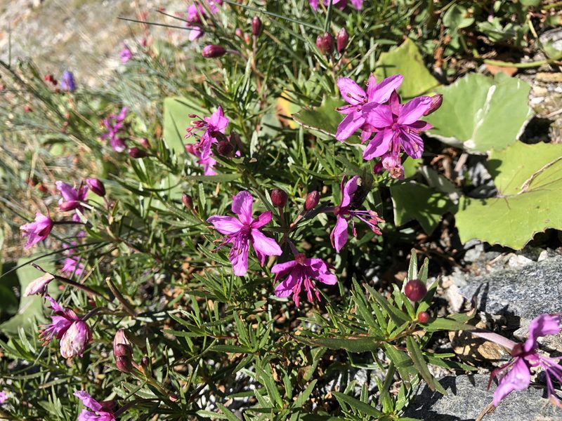 Epilobium fleischeri, photographed by Jason Grant