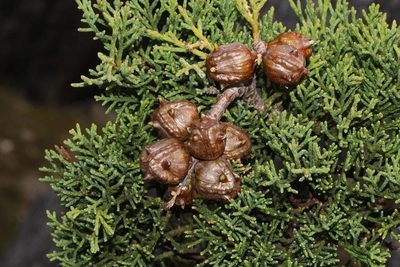 Widdringtonia schwarzii, photographed by Brian du Preez