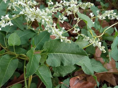 Fallopia baldschuanica, photographed by Josep Gesti