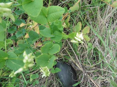 Vicia pisiformis, photographed by Силаева Татьяна Борисовна