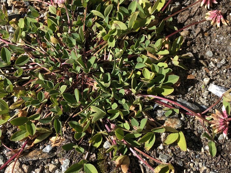 Trifolium pallescens, photographed by Jason Grant