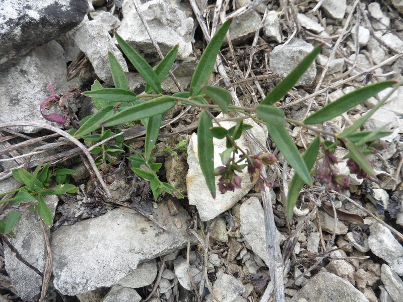 Polygala sibirica, photographed by Силаева Татьяна Борисовна