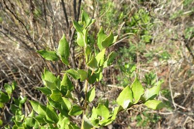 Cryptocarya wyliei, photographed by Brian du Preez