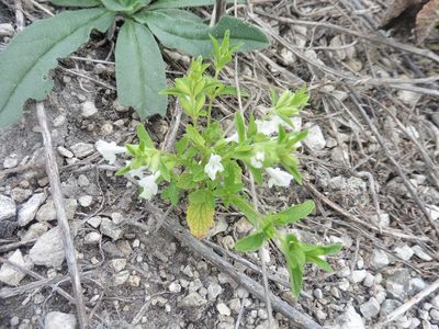 Stachys annua, photographed by Силаева Татьяна Борисовна