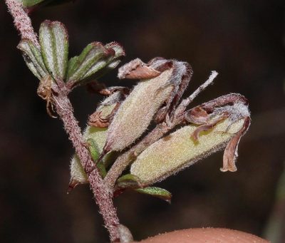 Indigofera vlokii, photographed by Brian du Preez