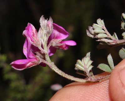 Indigofera vlokii, photographed by Brian du Preez