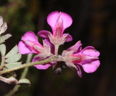 Indigofera vlokii, photographed by Brian du Preez