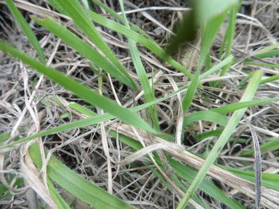 Bromus riparius, photographed by Силаева Татьяна Борисовна