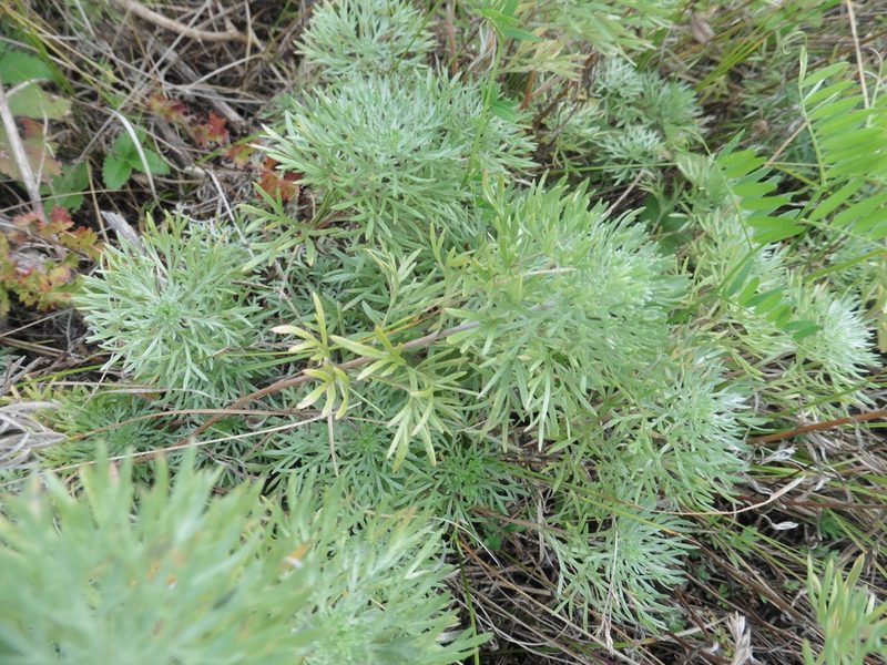 Artemisia sericea, photographed by Силаева Татьяна Борисовна