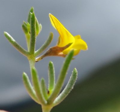 Aspalathus digitifolia, photographed by Di Turner