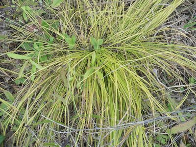 Carex montana, photographed by Силаева Татьяна Борисовна