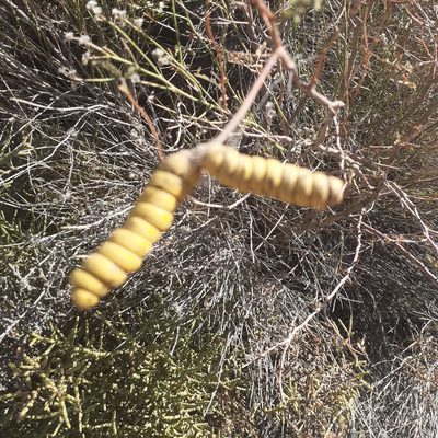 Strombocarpa strombulifera, photographed by Benjamin Bender