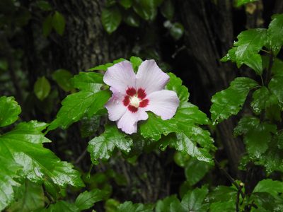 Hibiscus syriacus, photographed by Yann Kemper