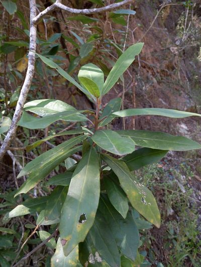 Brachylaena glabra, photographed by Christiaan Viljoen