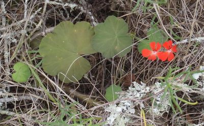 Pelargonium inquinans, photographed by Nicola van Berkel