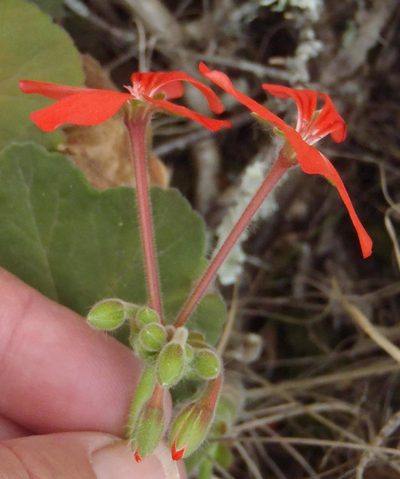 Pelargonium inquinans, photographed by Nicola van Berkel