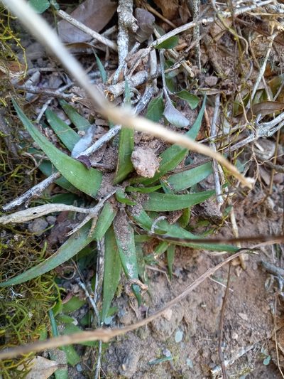 Haworthia angustifolia, photographed by Christiaan Viljoen