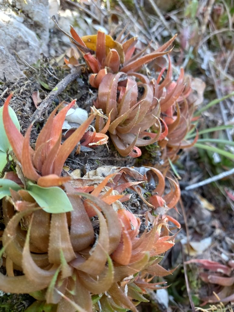 Haworthia angustifolia, photographed by Christiaan Viljoen