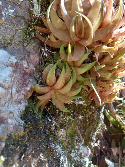 Haworthia angustifolia, photographed by Christiaan Viljoen