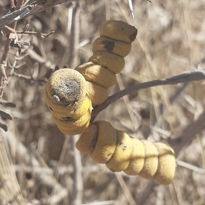 Strombocarpa strombulifera, photographed by Benjamin Bender