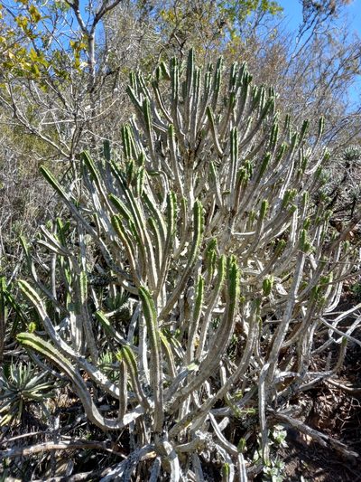 Euphorbia pentagona, photographed by Christiaan Viljoen