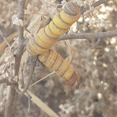 Strombocarpa strombulifera, photographed by Benjamin Bender