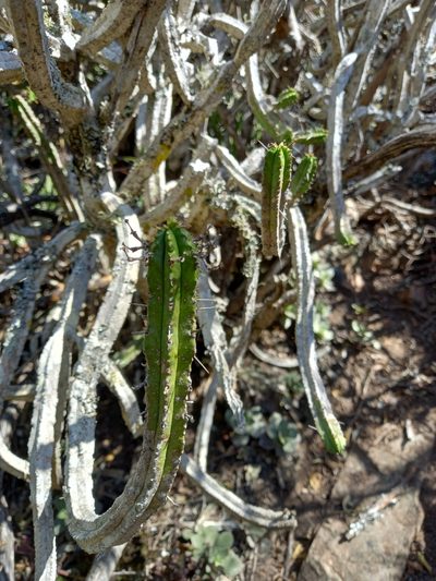 Euphorbia pentagona, photographed by Christiaan Viljoen
