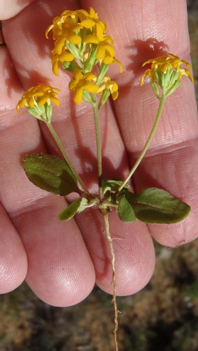 Manulea chrysantha, photographed by Nicola van Berkel
