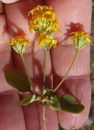 Manulea chrysantha, photographed by Nicola van Berkel