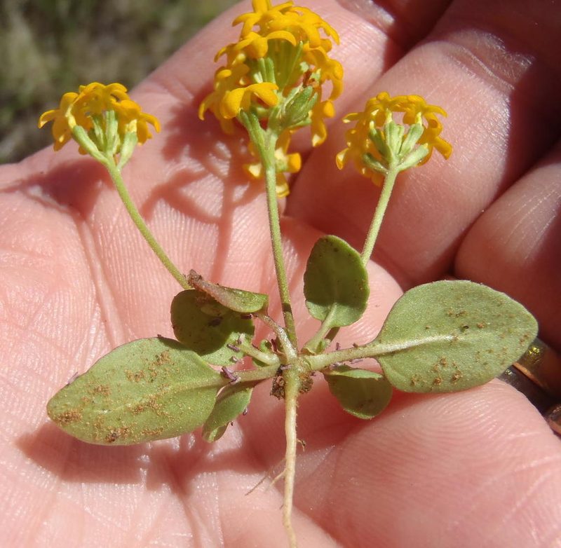 Manulea chrysantha, photographed by Nicola van Berkel