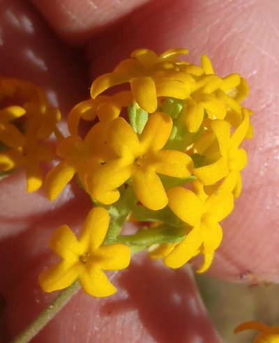 Manulea chrysantha, photographed by Nicola van Berkel