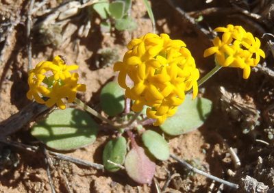 Manulea chrysantha, photographed by Nicola van Berkel